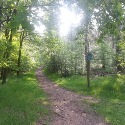 Wandelen door het bos