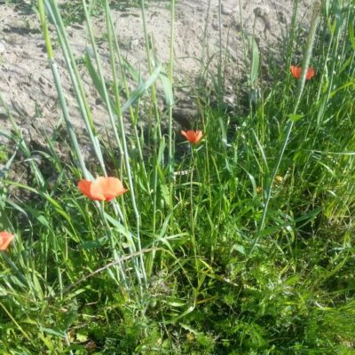 Oranje bloemen langs het fietspad