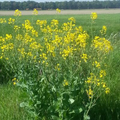 Bloemen in het weiland