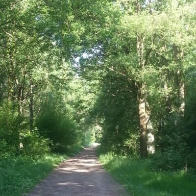 Wandelen op het bospad