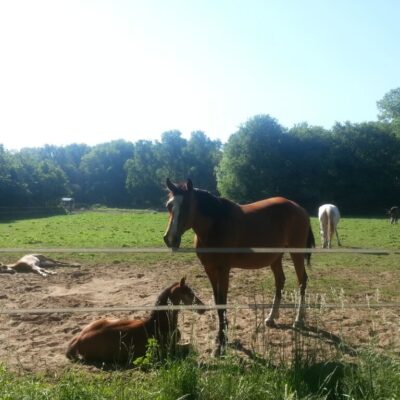 Paarden langs de weg