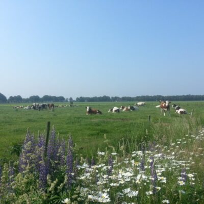 Grazende koeien in het weiland