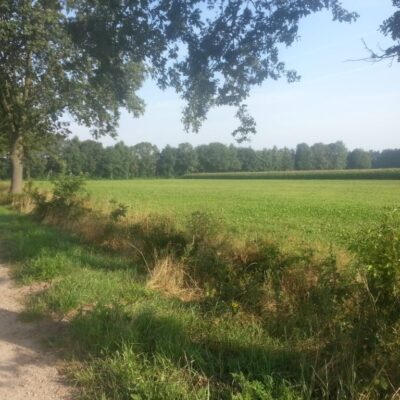 Weiland naast het wandelpad
