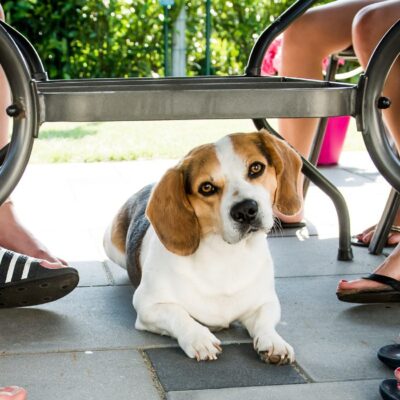 Honden zijn toegestaan bij Marisheem